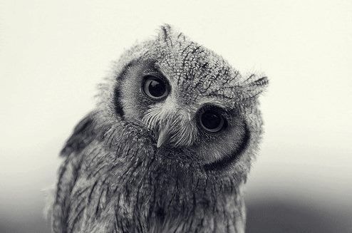 Spotted_owl_head.jpg